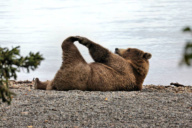 The Benefits of a Good Back Scratcher for Daily Self-Care